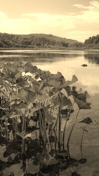Sepia