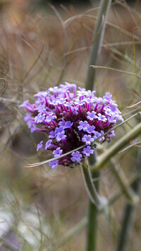 Oryginalny obrazek