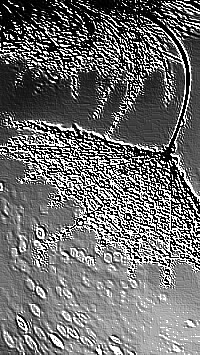 Skamielina