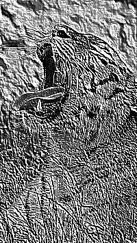 Skamielina