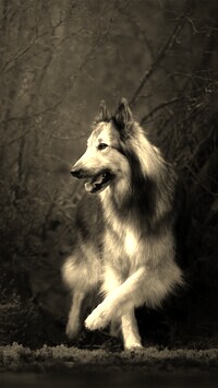 Sepia