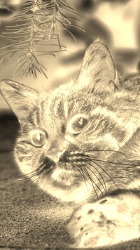 Sepia + Negatyw