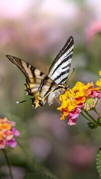 Oryginalny obrazek