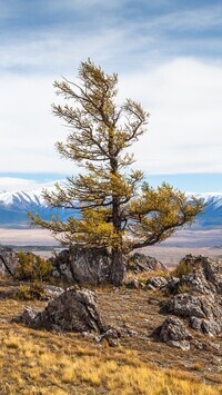Oryginalny obrazek
