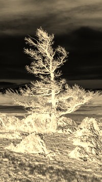 Sepia + Negatyw