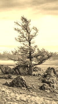 Szary + Sepia