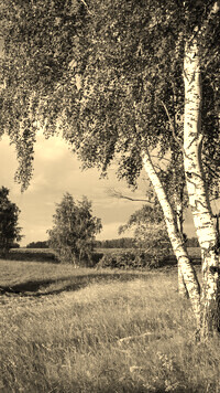 Szary + Sepia
