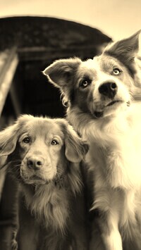 Szary + Sepia