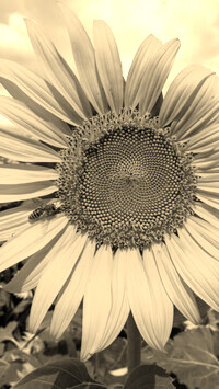 Szary + Sepia