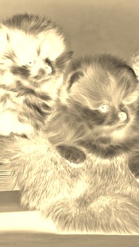 Sepia + Negatyw