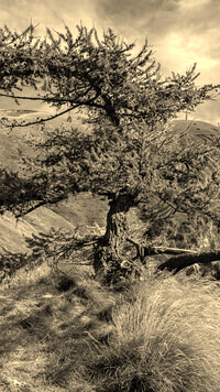 Szary + Sepia
