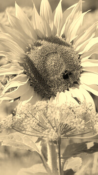 Szary + Sepia
