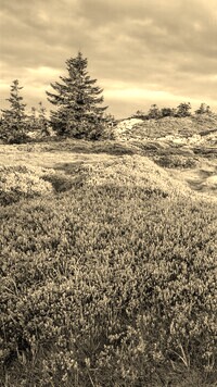Szary + Sepia