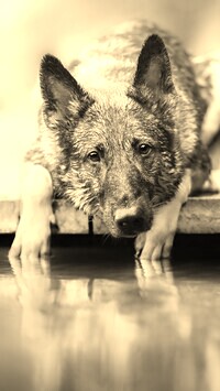 Szary + Sepia