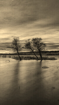 Szary + Sepia