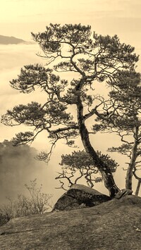 Szary + Sepia