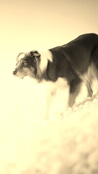 Szary + Sepia