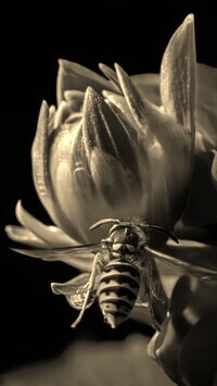 Szary + Sepia
