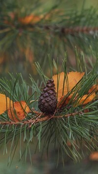 Oryginalny obrazek