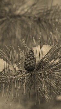 Szary + Sepia