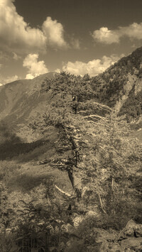 Sepia
