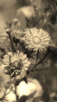 Szary + Sepia