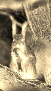 Sepia + Negatyw
