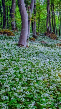 Oryginalny obrazek