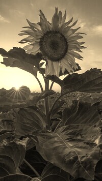 Szary + Sepia