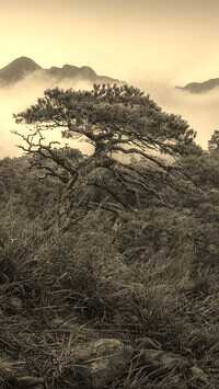 Szary + Sepia