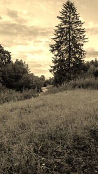Szary + Sepia