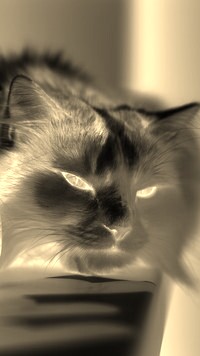 Sepia + Negatyw