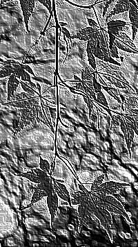 Skamielina