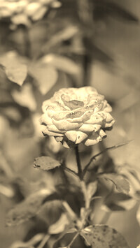 Szary + Sepia