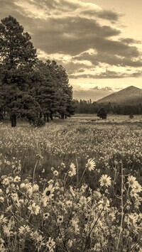 Szary + Sepia