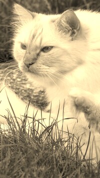 Szary + Sepia