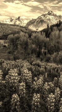 Szary + Sepia