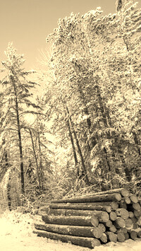 Szary + Sepia