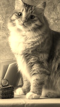 Szary + Sepia