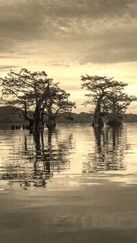 Szary + Sepia