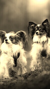 Szary + Sepia