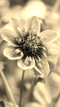 Szary + Sepia