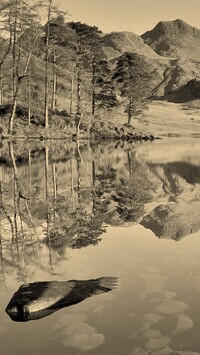 Szary + Sepia