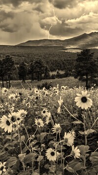 Sepia