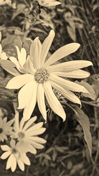 Szary + Sepia