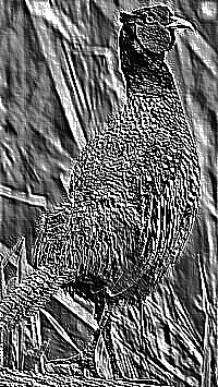 Skamielina