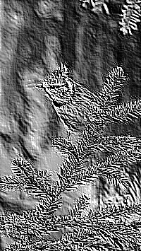 Skamielina