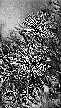 Skamielina
