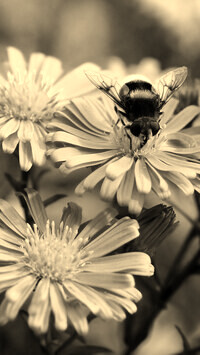 Szary + Sepia