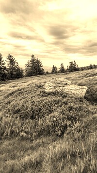 Szary + Sepia